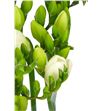 Fresia ambiance blanco 54 - FREAMBBLA2