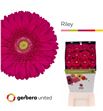 Gerbera riley 50 x15 - GERRIL5015