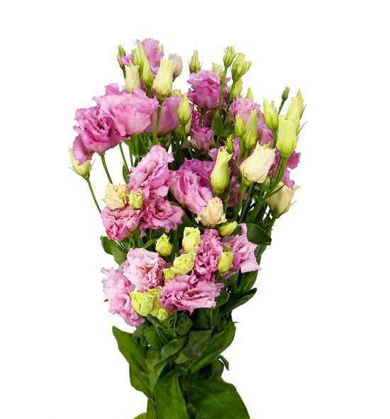 Lisianthus lisanna light pink 75 - LISALILIGPIN