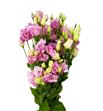 Lisianthus lisanna light pink 75 - LISALILIGPIN