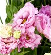 Lisianthus lisanna light pink 75 - LISALILIGPIN1