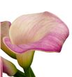 Cala blushing lady 80 - ZANBLULAD1