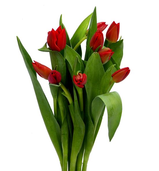Tulipan ben zanten 38 - TULBENZAN