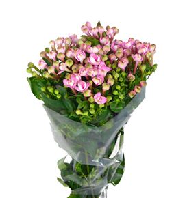 Bouvardia pink jewel 50 - BOUDIAPIN