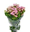 Bouvardia pink jewel 50 - BOUDIAPIN