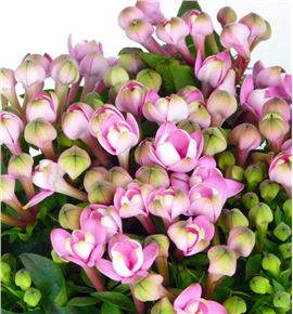 Bouvardia pink jewel 50 - BOUDIAPIN