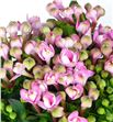 Bouvardia pink jewel 50 - BOUDIAPIN1