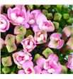 Bouvardia pink jewel 50 - BOUDIAPIN2
