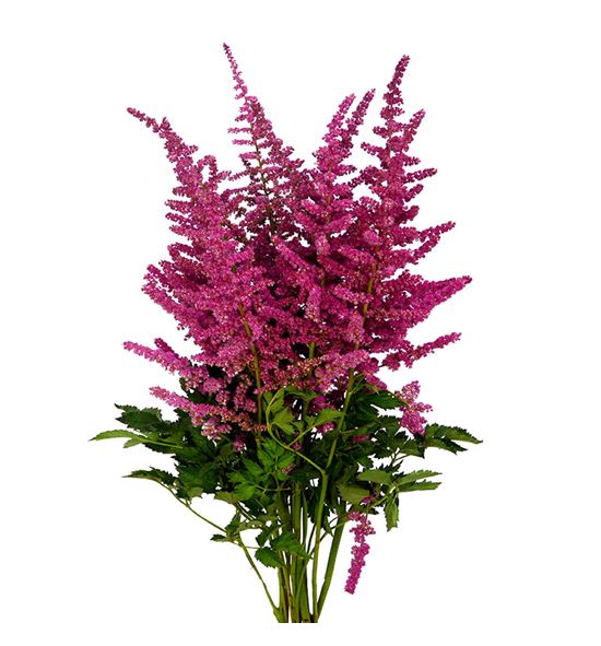 Astilbe loud and proud 70 - ASTLOUPRO