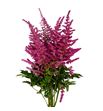 Astilbe loud and proud 70 - ASTLOUPRO
