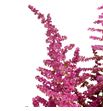 Astilbe loud and proud 70 - ASTLOUPRO1