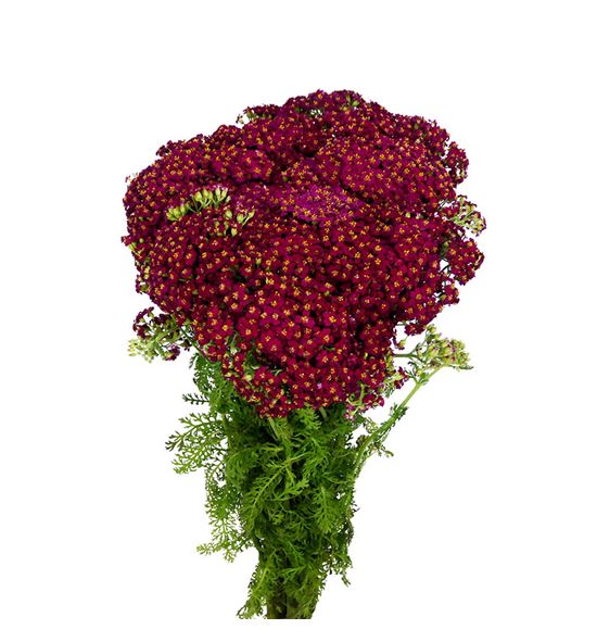 Achilea discodip red 60 - ACHDISRED