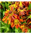 Helenium autumn fire 60 - HELAUTFIR1