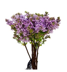 Syringa engler weissen 60 - SYRENGWEI