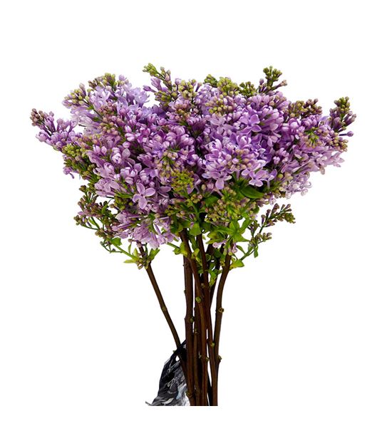 Syringa engler weissen 60 - SYRENGWEI