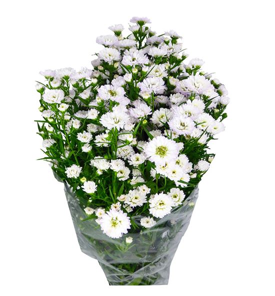 Aster pretty wendy 80 - ASTPREWEN