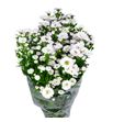 Aster pretty wendy 80 - ASTPREWEN