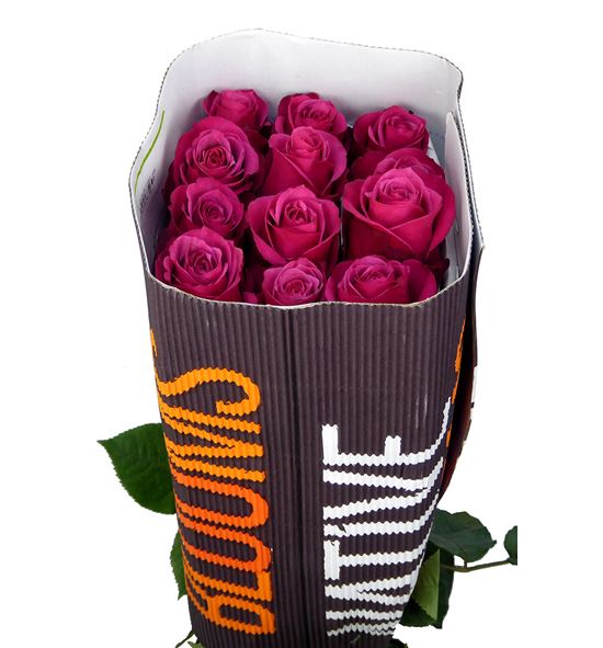 Rosa ecu cherry o 40 - RECHEO