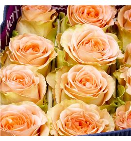 Rosa ecu country home 50 - RECOUHOM