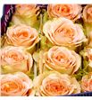 Rosa ecu country home 50 - RECOUHOM1