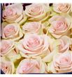 Rosa ecu salma 60 - RESAL1