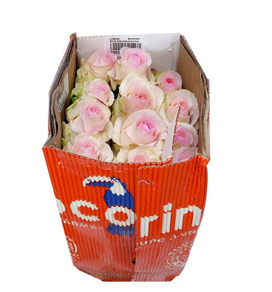 Rosa ecu sedorita 40 - RESED