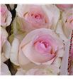 Rosa ecu sedorita 40 - RESED1