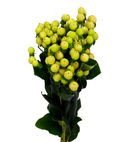 Hypericum coco gelato 40 - HYPCOCGEL