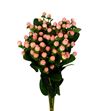 Hypericum coco tiamo 50 - HYPCOCTIA