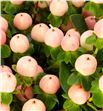 Hypericum coco tiamo 50 - HYPCOCTIA1