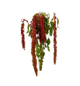 Amaranthus caud brown spider 75 - AMACAUBROSPI