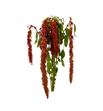 Amaranthus caud brown spider 75 - AMACAUBROSPI