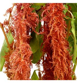 Amaranthus caud brown spider 75 - AMACAUBROSPI