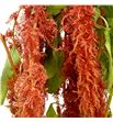 Amaranthus caud brown spider 75 - AMACAUBROSPI1