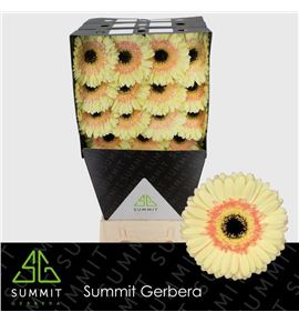 Gerbera cartizze 50 x15 - GERCART5015