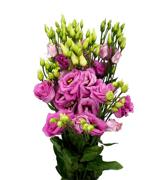 Lisianthus rosita hot pink 70 - LISROSHOTPIN
