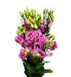Lisianthus rosita hot pink 70 - LISROSHOTPIN