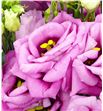 Lisianthus rosita hot pink 70 - LISROSHOTPIN1