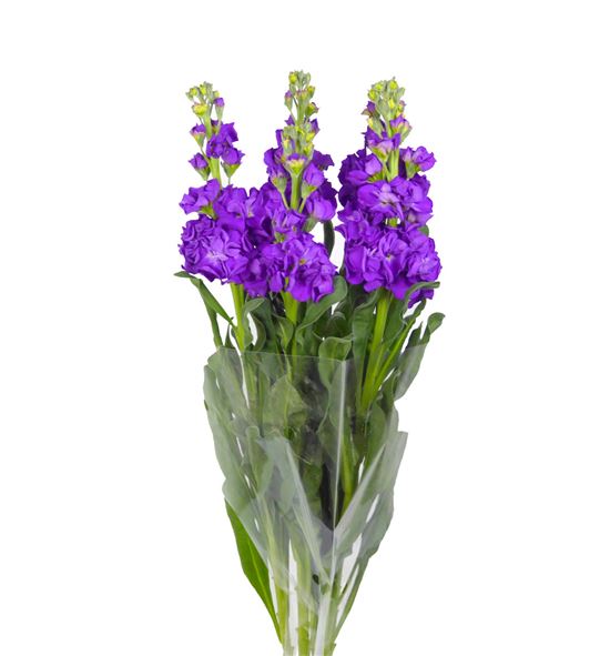 Matthiola iron purple 65 - ALHMOR