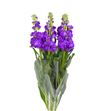 Matthiola iron purple 65 - ALHMOR