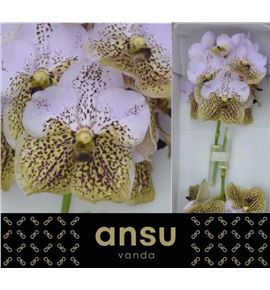 Vanda seashell honey x16 - VANSEAHON