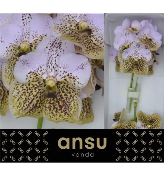 Vanda seashell honey x16 - VANSEAHON