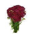 Achilea discodip red 60 - ACHDISRED