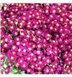 Achilea discodip red 60 - ACHDISRED1