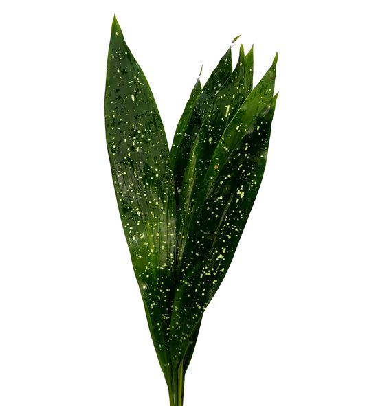 Aspidistra milky way 60 - ASPMILWAY