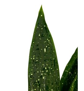 Aspidistra milky way 60 - ASPMILWAY