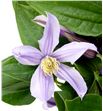 Clematis star river 60 - CLESTARIV1