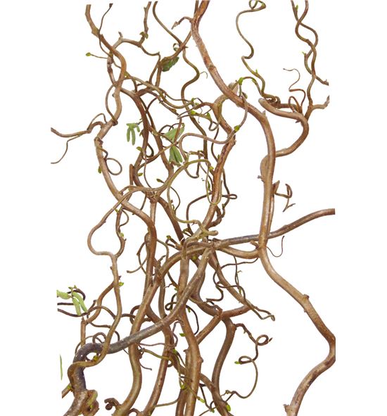 Corylus contorta 140 - CORCON
