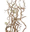 Corylus contorta 140 - CORCON