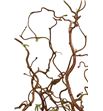 Corylus contorta 140 - CORCON1